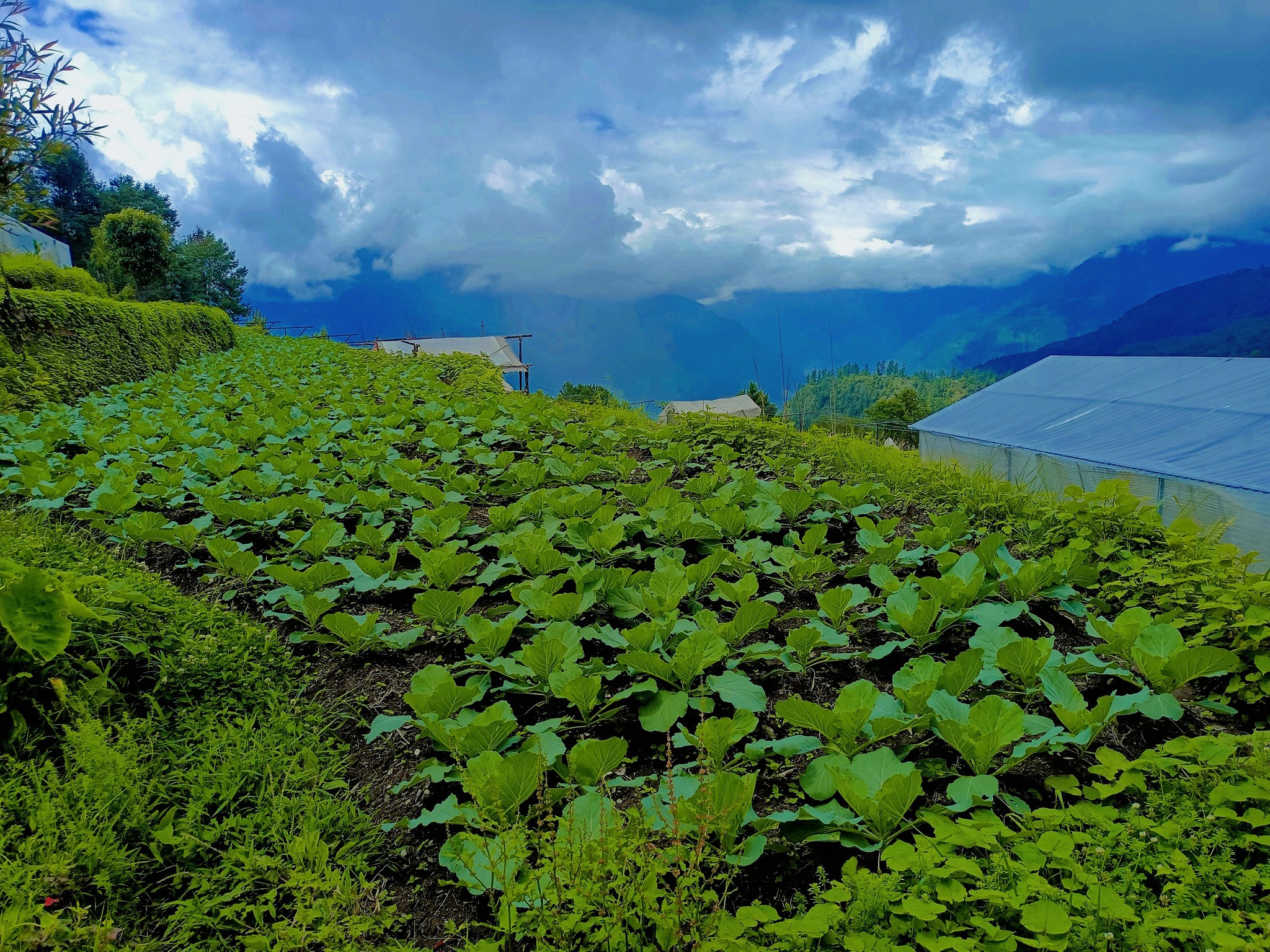 म्याग्दीको टिकोट तरकारी पकेट क्षेत्र